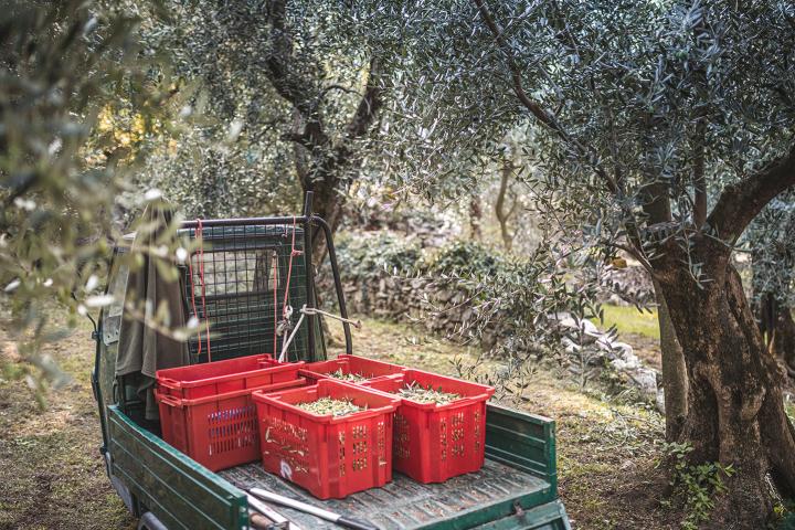 "Frantoi Aperti" - Tage der offenen Ölmühle