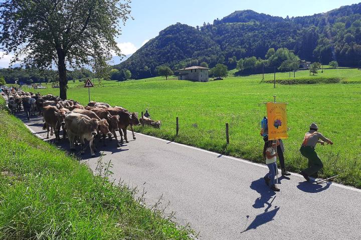Transumanza - der traditionelle Almabtrieb aus den Bergen am Gardasee